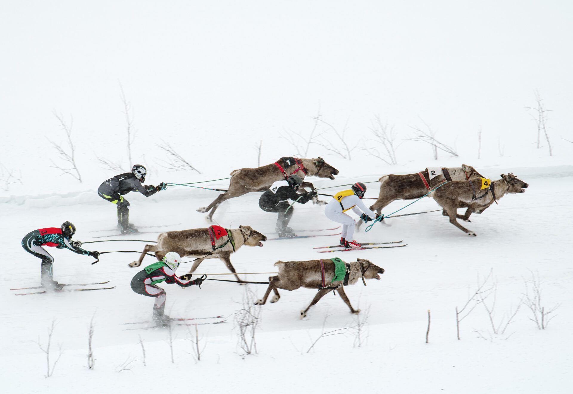 Reindeer Race Finland 2022